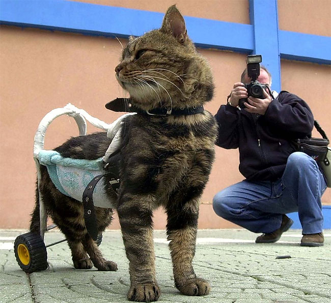 10 Injured Animals Keep Moving with Prosthetics