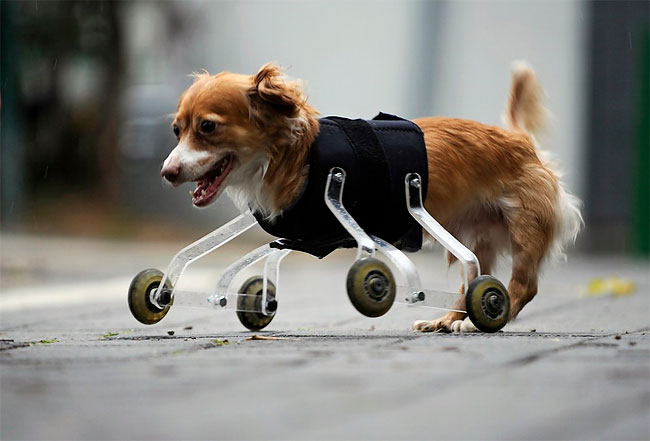 114 Injured Animals Keep Moving with Prosthetics