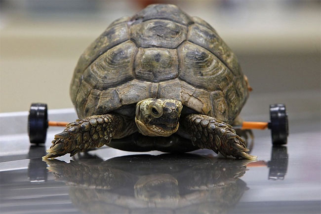115 Injured Animals Keep Moving with Prosthetics