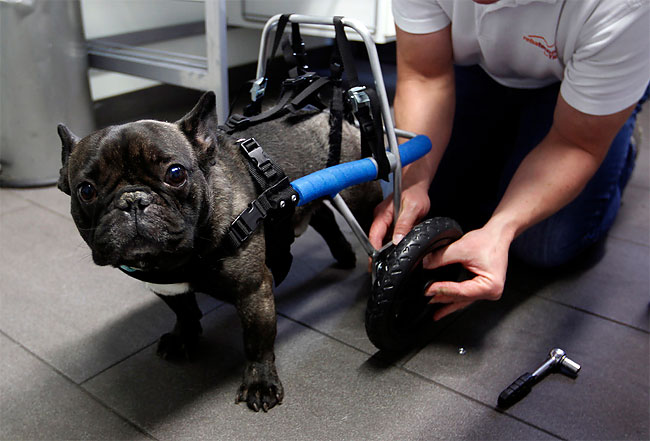 122 Injured Animals Keep Moving with Prosthetics