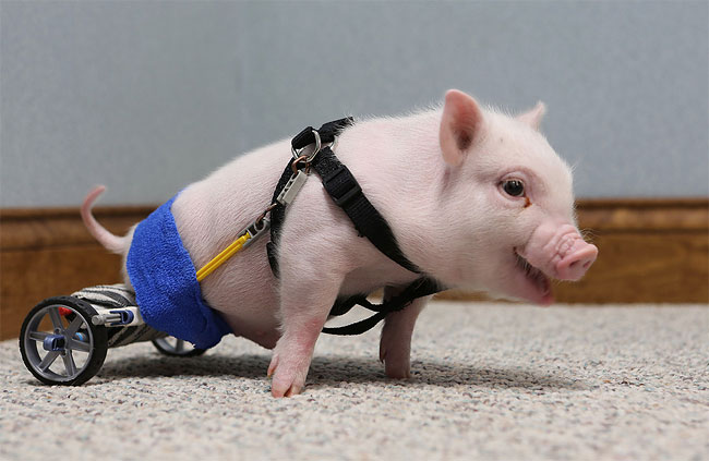 131 Injured Animals Keep Moving with Prosthetics