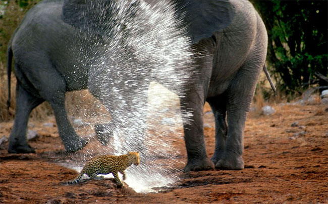 Go be a Leopard somewhere else 146 Go be a Leopard somewhere else