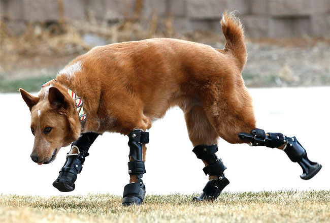 212 Injured Animals Keep Moving with Prosthetics