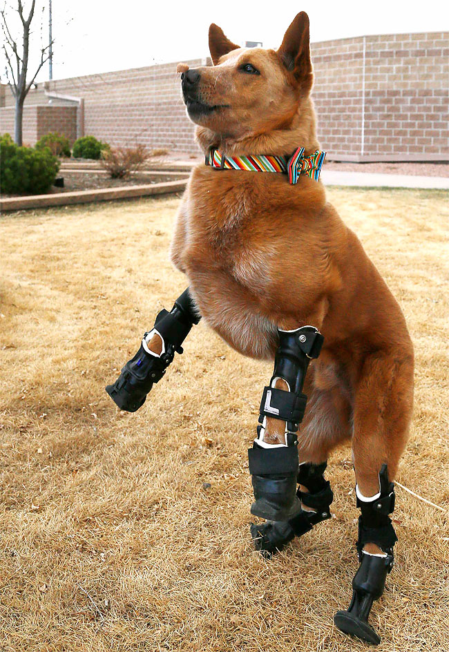 38 Injured Animals Keep Moving with Prosthetics