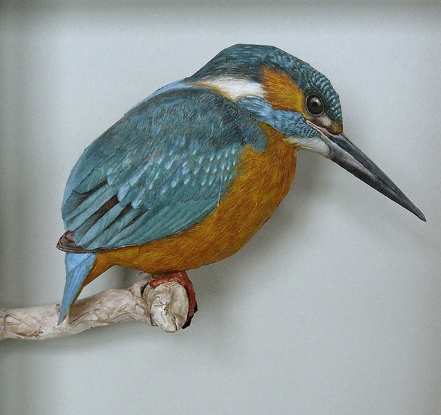 3dbird  Realistic Paper Birds by Johan Scherft