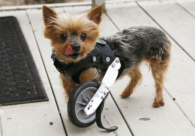 45 Injured Animals Keep Moving with Prosthetics