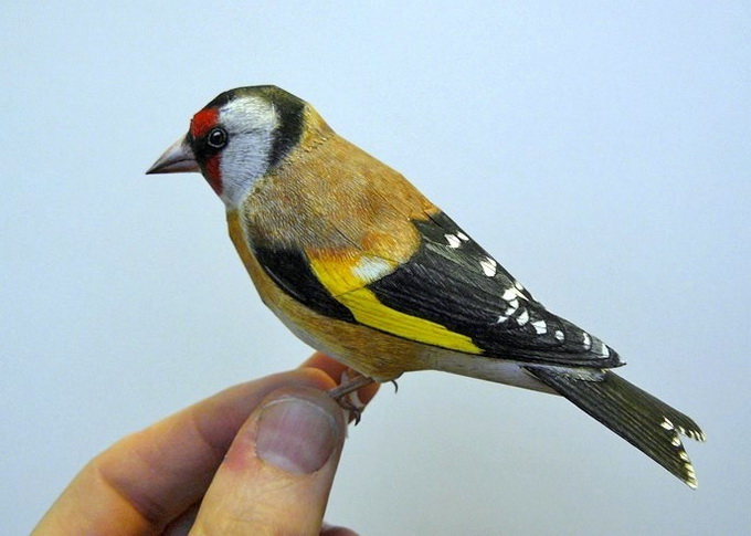 4dbird  Realistic Paper Birds by Johan Scherft