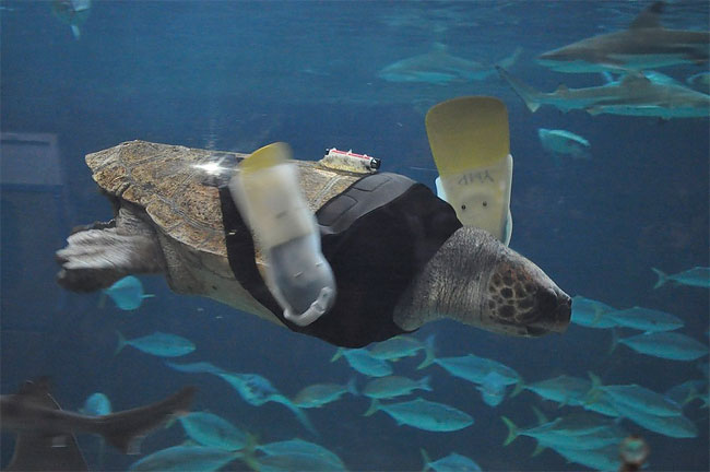 55 Injured Animals Keep Moving with Prosthetics