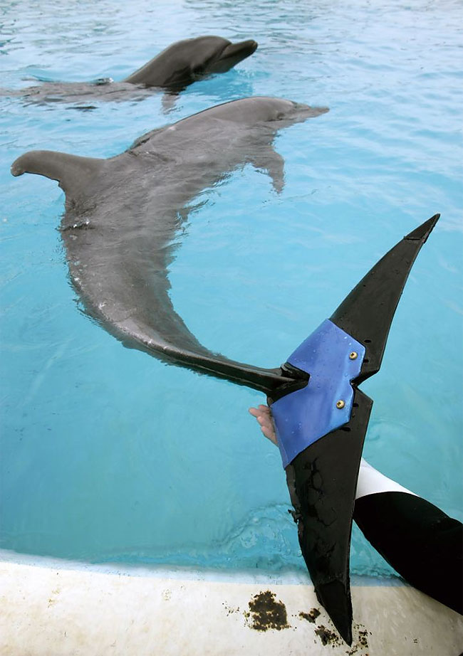 63 Injured Animals Keep Moving with Prosthetics