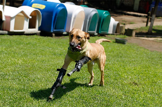 73 Injured Animals Keep Moving with Prosthetics