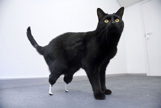 82 Injured Animals Keep Moving with Prosthetics