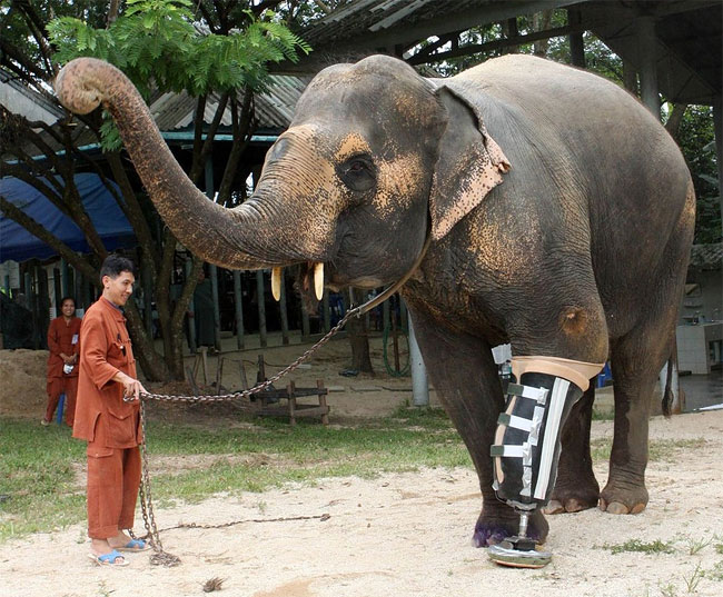 93 Injured Animals Keep Moving with Prosthetics