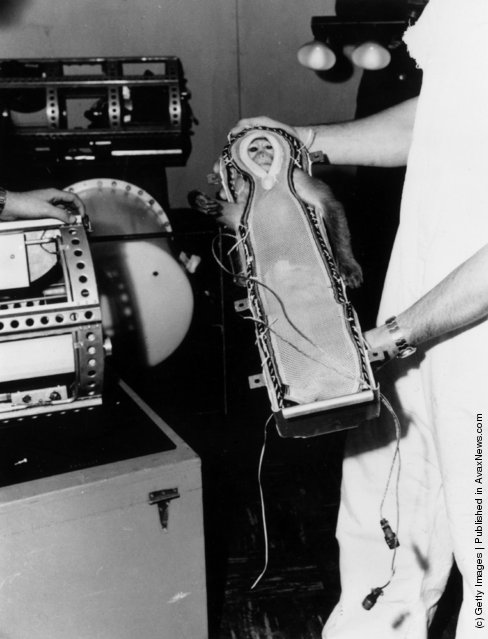 Vintage Photos of Animal Astronauts Vintage Photos of Animal Astronauts