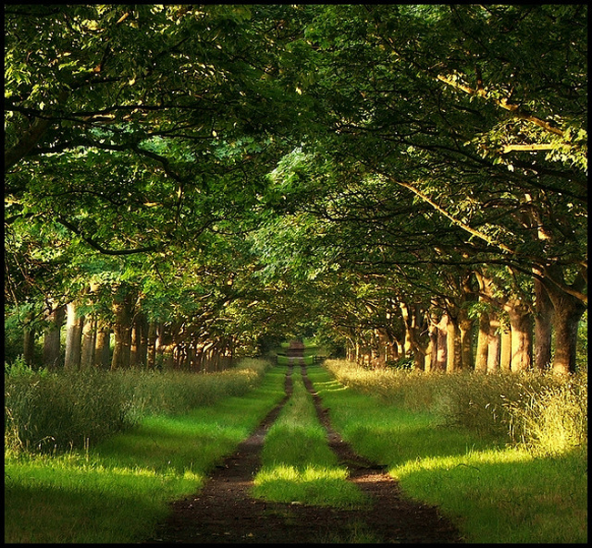 20 Stunning Photographs Of Beautiful Trees Beautiful Trees Photography 1 20 Stunning Photographs Of Beautiful Trees