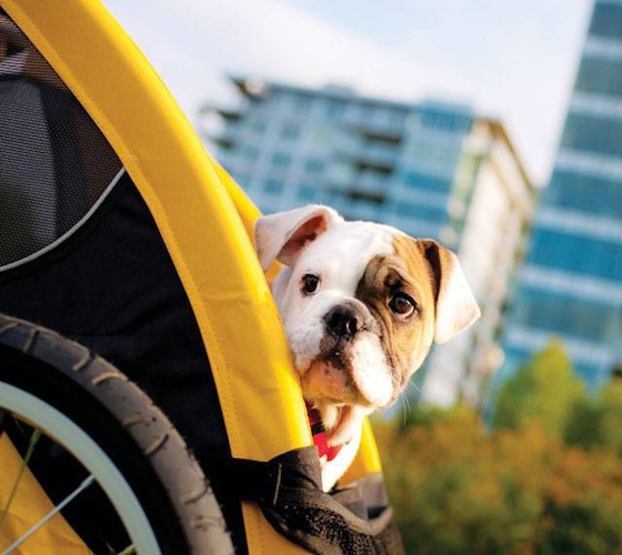 Burley Tail Wagon Pet Bike Trailer Stroller Burley Tail Wagon Pet Bike Trailer Stroller Burley Tail Wagon Pet Bike Trailer Stroller