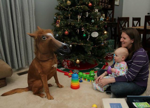 10 Awesomest Photos of Pets Wearing A Creepy Horse Mask Christmas Pony 10 Awesomest Photos of Pets Wearing A Creepy Horse Mask