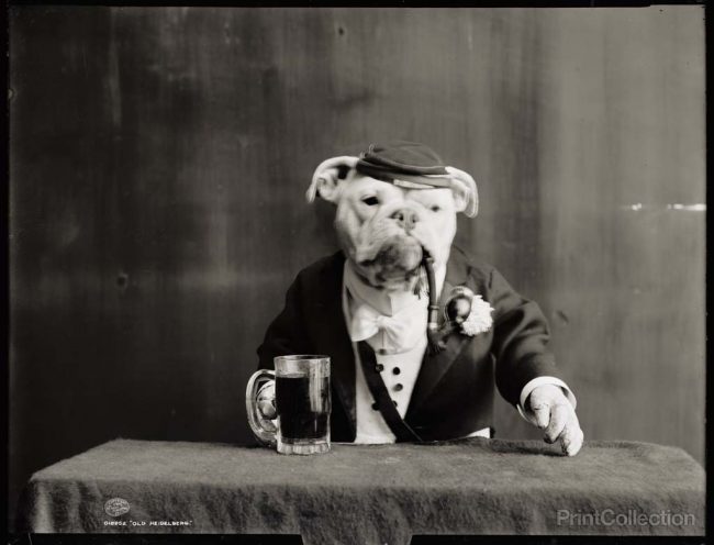 16 Retro Photos of Animals Dog with a pipe 1905 650x496 16 Retro Photos of Animals