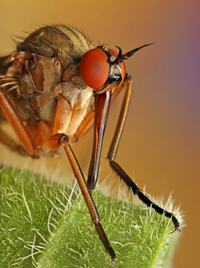 Eyes Of The Bug’s – Macro Photography By Shikhei Goh Eyes of Bugs 12 Eyes Of The Bug’s – Macro Photography By Shikhei Goh