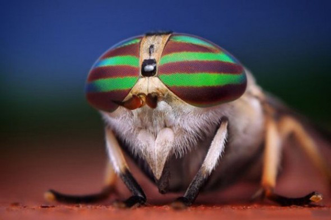 Eyes Of The Bug’s – Macro Photography By Shikhei Goh Eyes of Bugs 6 Eyes Of The Bug’s – Macro Photography By Shikhei Goh