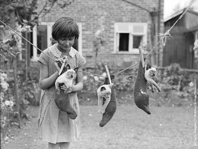  Interesting Vintage Photos of Cats