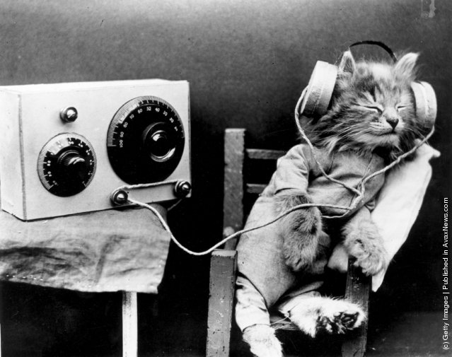 Interesting Vintage Photos of Cats