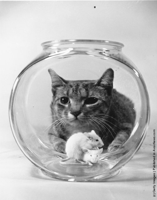  Interesting Vintage Photos of Cats