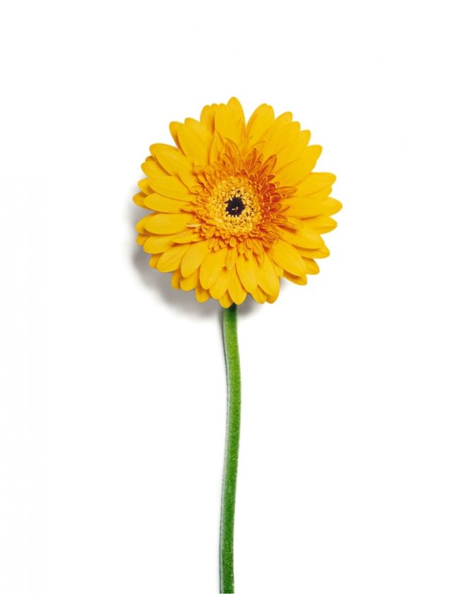 Still Life Photography by Jon Shireman Jon Shireman 650x841 Still Life Photography by Jon Shireman