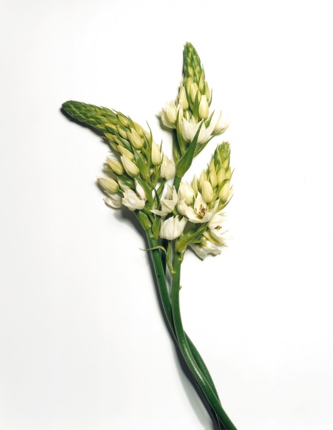 Still Life Photography by Jon Shireman Jon Shireman3 650x840 Still Life Photography by Jon Shireman