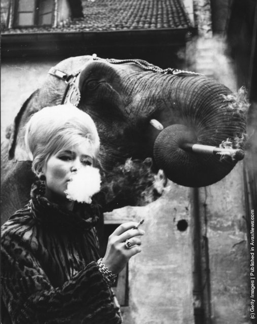 Old & Funny Photos of Elephants Old & Funny Photos of Elephants