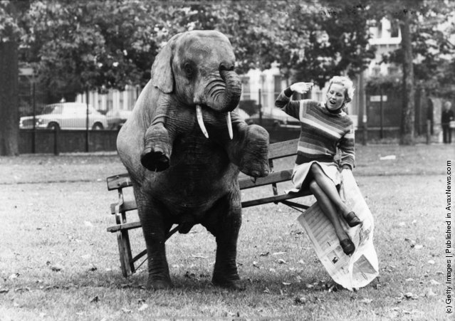 Old & Funny Photos of Elephants Old & Funny Photos of Elephants