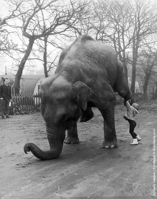 Old & Funny Photos of Elephants Old & Funny Photos of Elephants