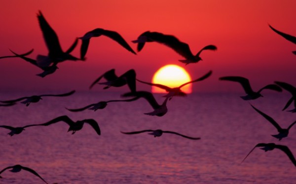 30 Beautiful Sunrise Photography Sunrise Photography 23 600x374 30 Beautiful Sunrise Photography