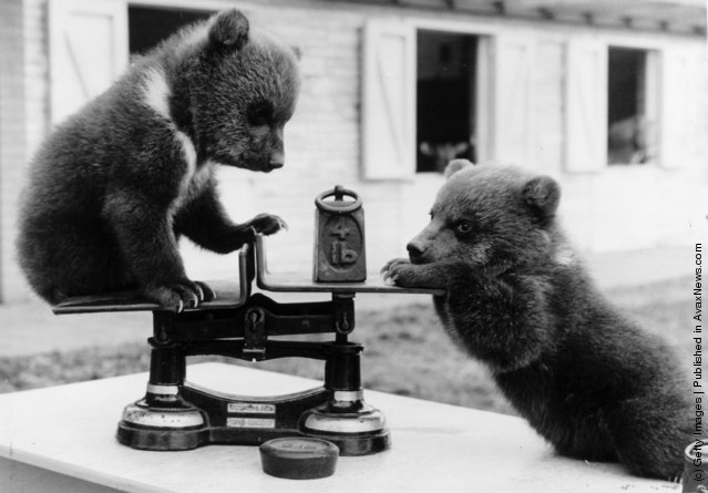 Vintage Photos of Cutie Baby Animals Vintage Photos of Cutie Baby Animals