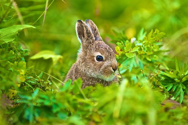 Photographer Dmitry Zelenskiy ZEL8507 650x432 Photographer Dmitry Zelenskiy