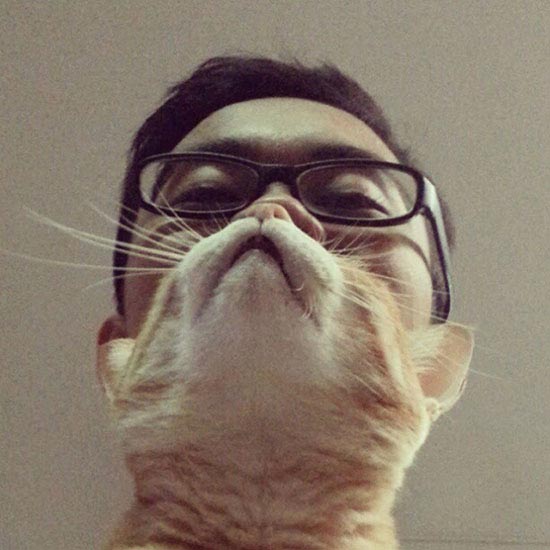 Cat Beard cat beard2 Cat Beard