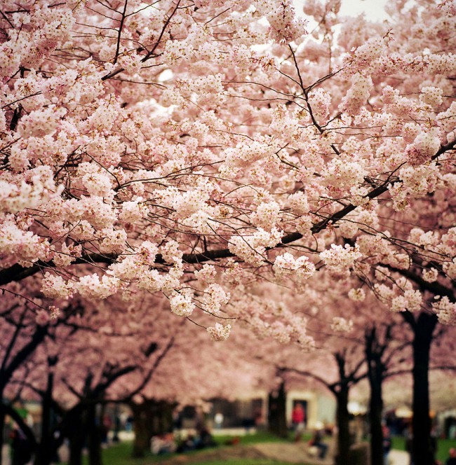 cherry blossoms sakura spring14 650x664 Cherry Blossom Around the World