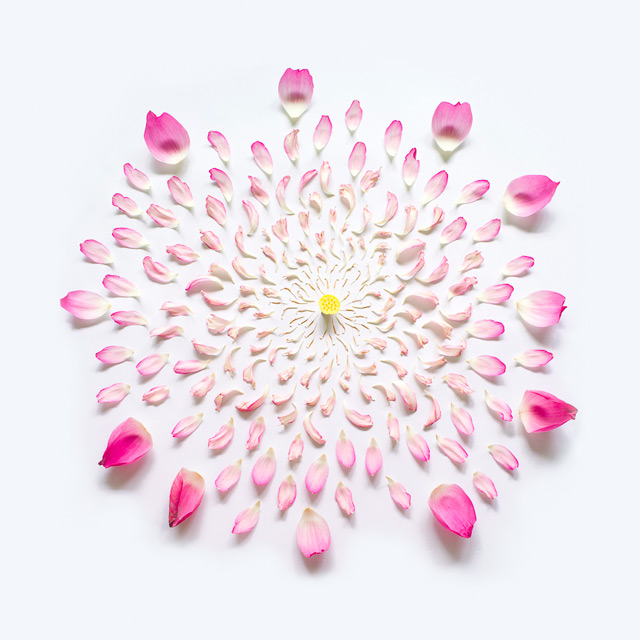 exploded flowers by fong qi wei 71 Expressive Beauty: Exploded Flowers by Fong Qi Wei