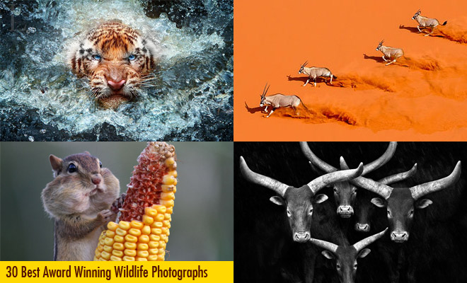 f835 30 Best Award Winning Wildlife Photography examples around the world