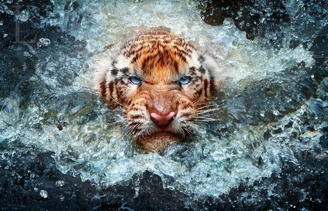 f838 30 Best Award Winning Wildlife Photography examples around the world
