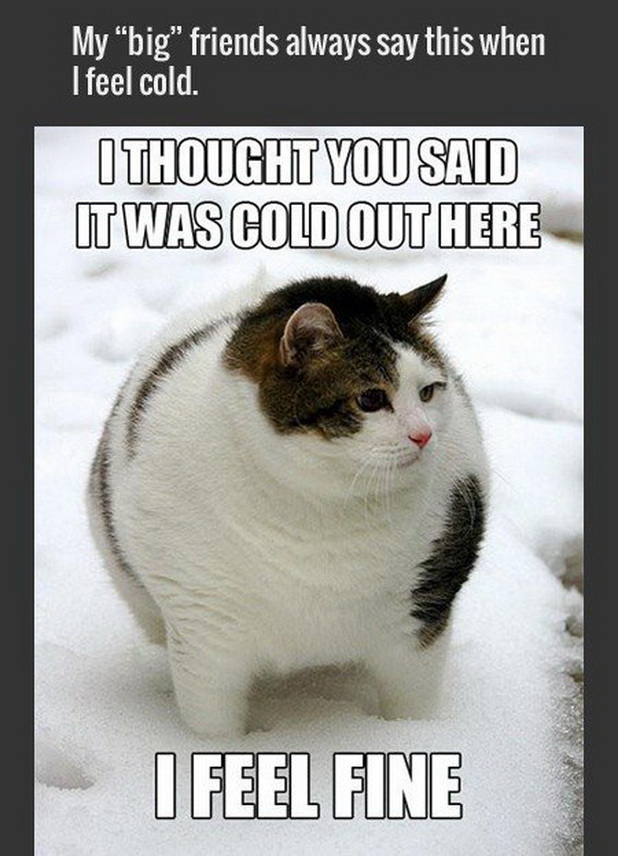 funny animals 121 Funny Animals