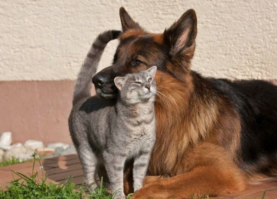 image 01 Friendship Between Grey Kitty and German Shepherd