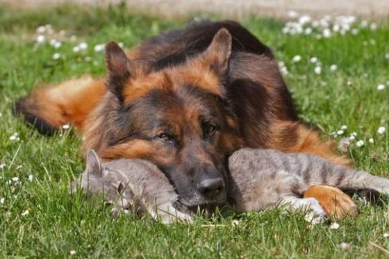 image 02 Friendship Between Grey Kitty and German Shepherd