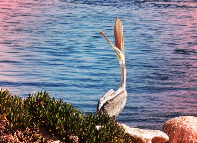 Mount July // Analog Filters for a Digital Age pelicansmall1 650x472 Mount July // Analog Filters for a Digital Age