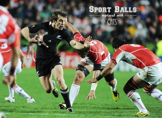 Sport Balls Replaced with Cats sportsballsreplacedwithcats 01 650x472 Sport Balls Replaced with Cats