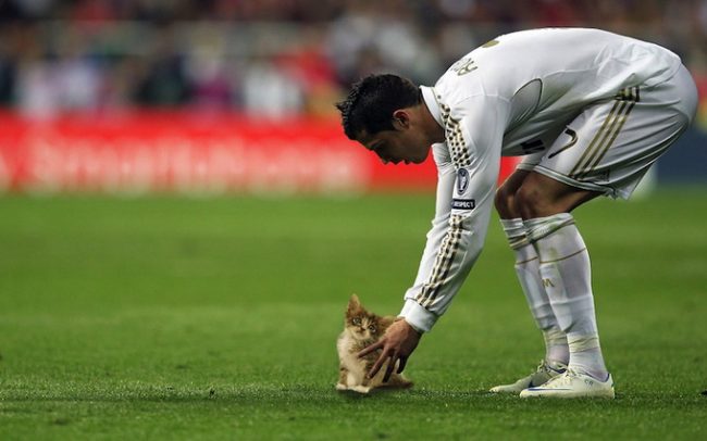 Sport Balls Replaced with Cats sportsballsreplacedwithcats 04 650x406 Sport Balls Replaced with Cats