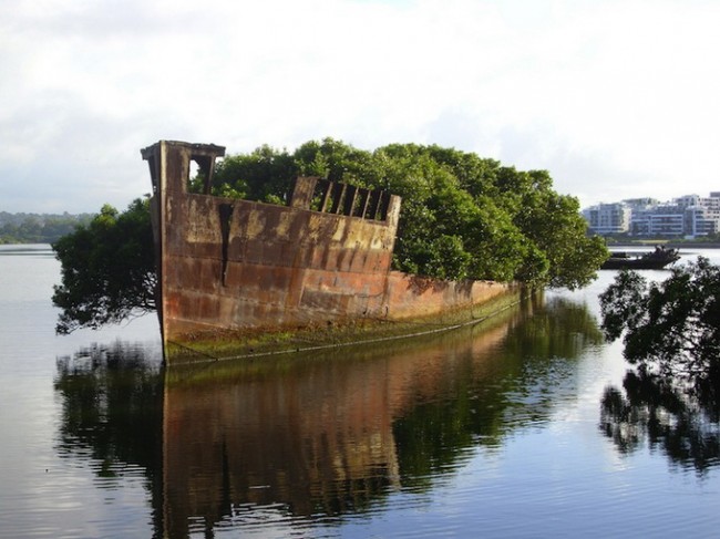 Floating Forest – SS Ayrfield ssayrfieldfloatingforest1 650x487 Floating Forest – SS Ayrfield