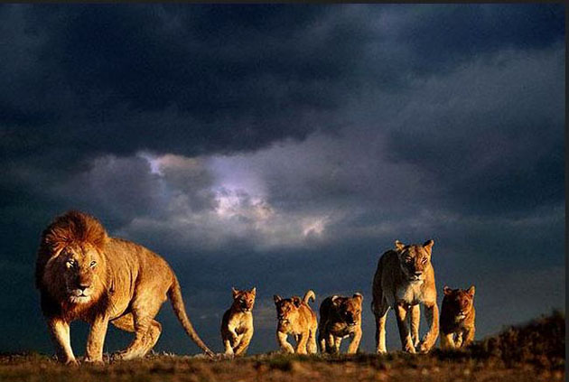 steve bloom photos 01 30 Amazing Wildlife Photography