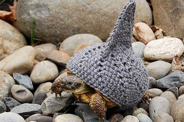 Tortoise Fashion – Woolen Outfit For Reptiles tortoise fashion3 Tortoise Fashion – Woolen Outfit For Reptiles