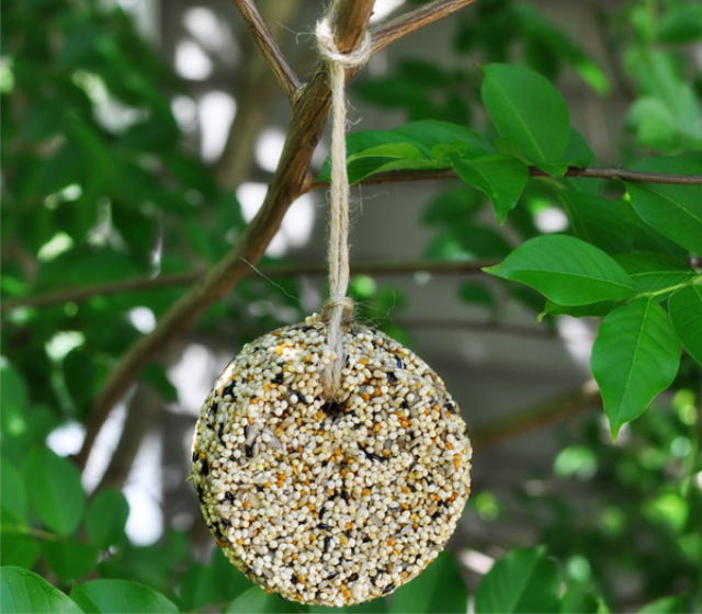 DIY Bird Feeder tt1 DIY Bird Feeder