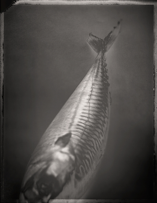 003 sealife david ellingsen SEA/LIFE by David Ellingsen